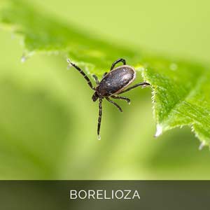 borelioza