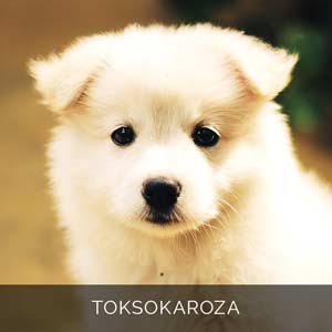 toksokaroza