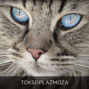 toksoplazmoza
